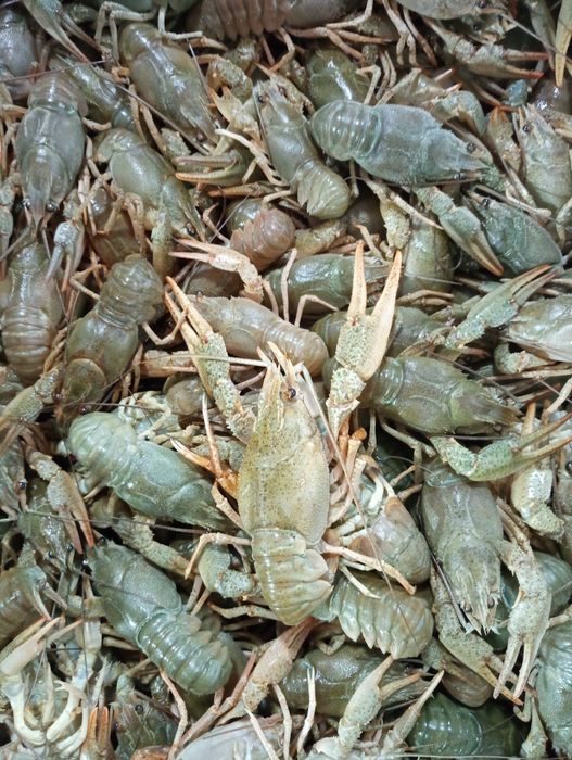 Raci de apă dulce vii 80 lei/kg