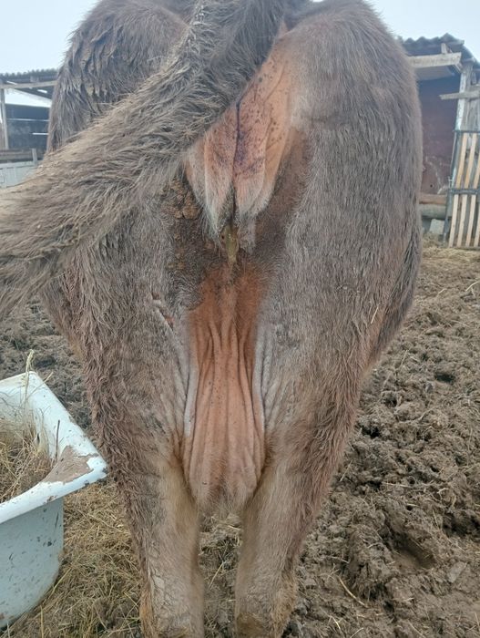 Буаз сутты сиырлар