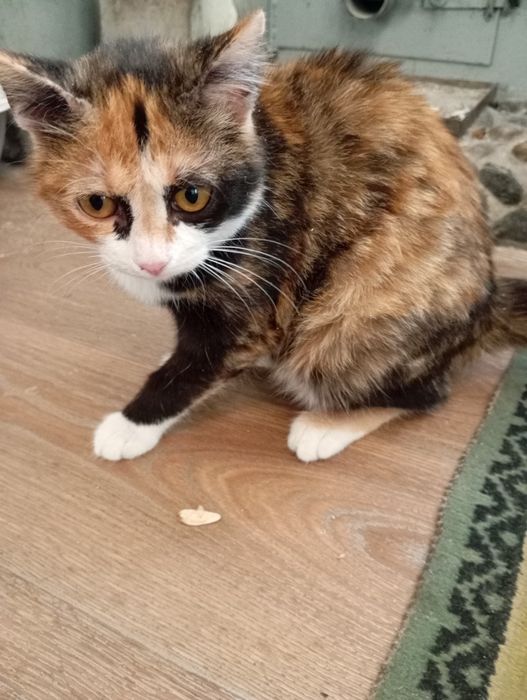 Отдам красивую кошечку