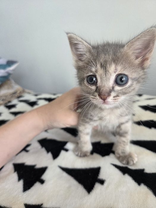 В добрые руки котенок девочка