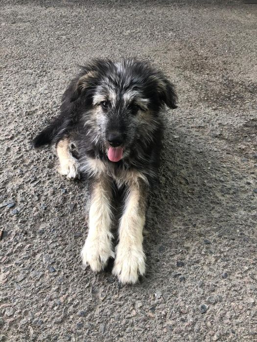 Девочка ищет надёжный дом!