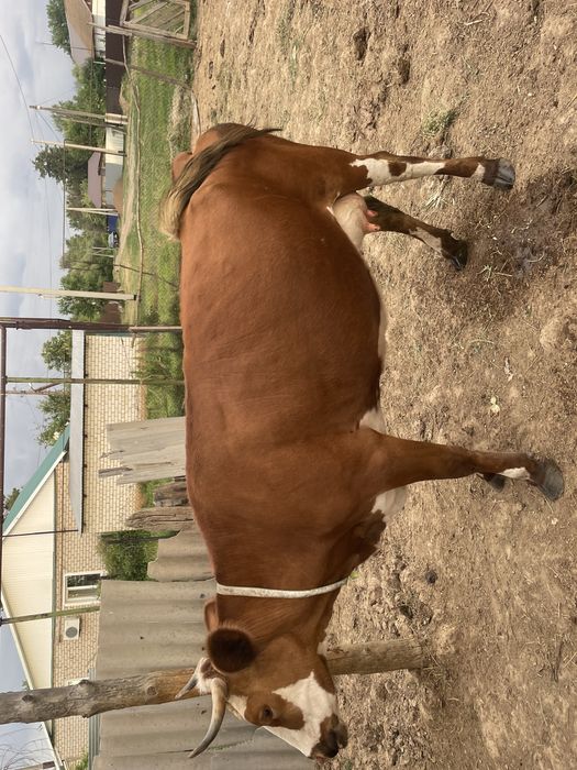 Продам корову молочную