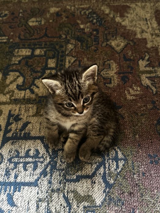 Отдам котика в добрые руки