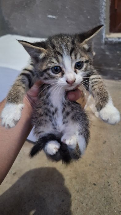 Мушуклар берилади