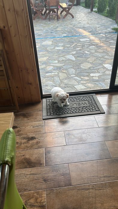 Bichon mini toy !