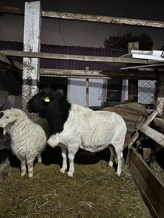 Продам племенного барана Дорпер