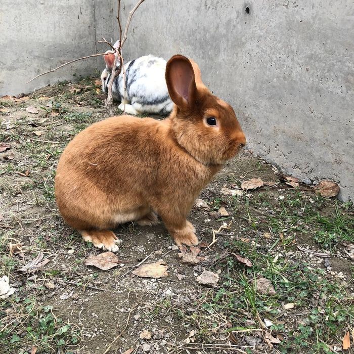 Quyonlar sotiladi satin