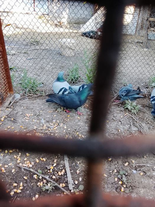 Продается Голуби