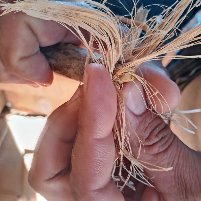 Каврак кучатлари,Kavrak koʻchatlari