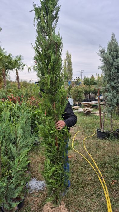 Bambus  iarba de pampas