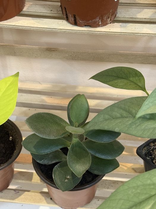 Набор из 6 цветов