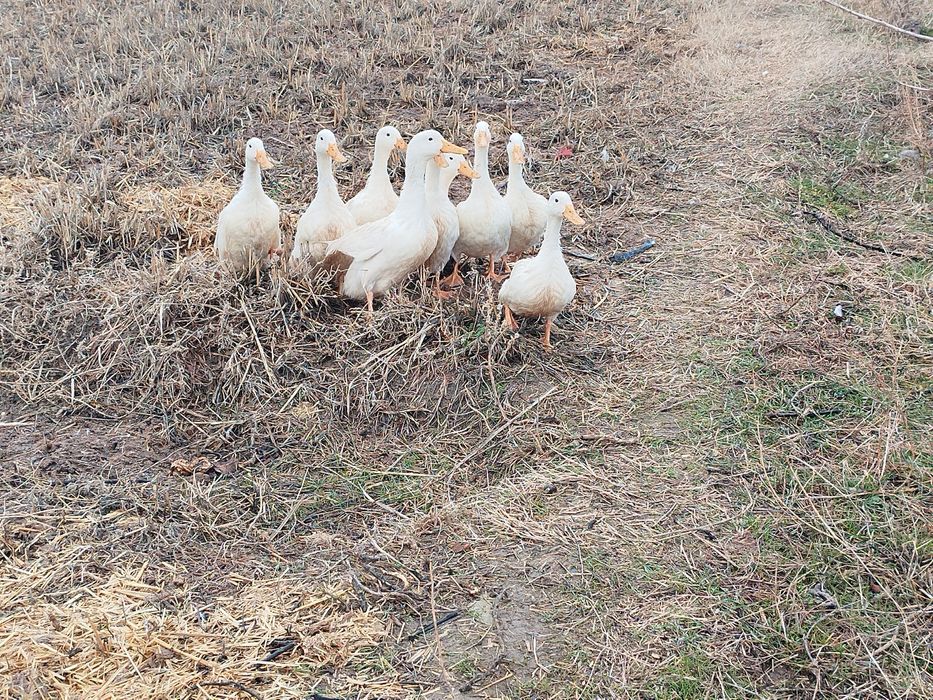Продаются белые утки!