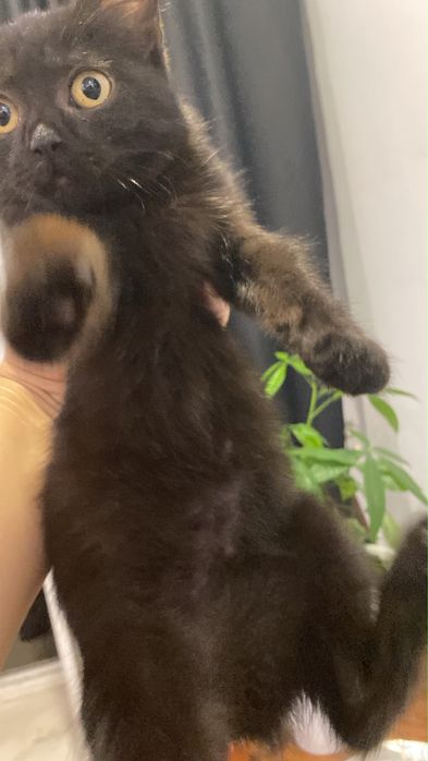 Котенок девочка ищет дом