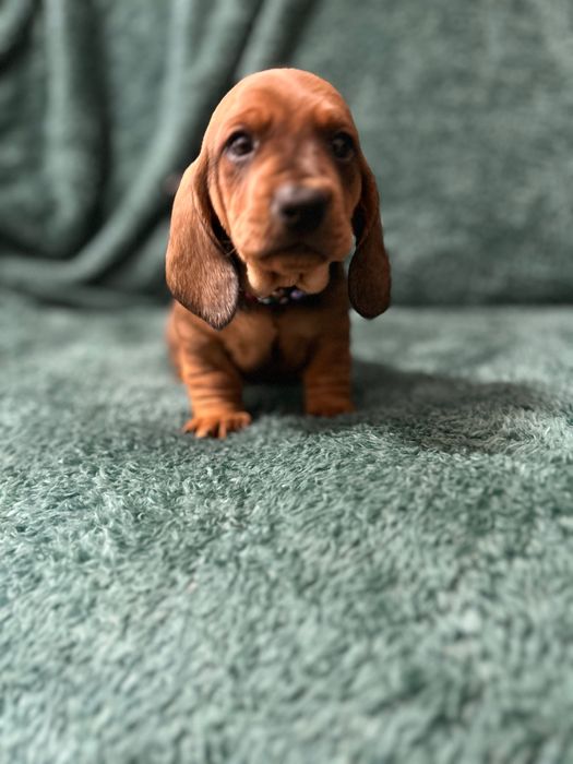 Mascul teckel cu Pedigree FCI