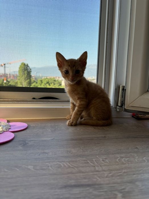 Подарявам малко, слънчево коте