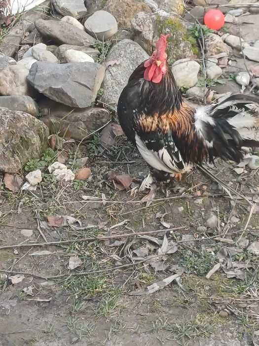 Cocoș american de casa