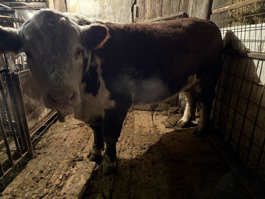 Продам бычка продам