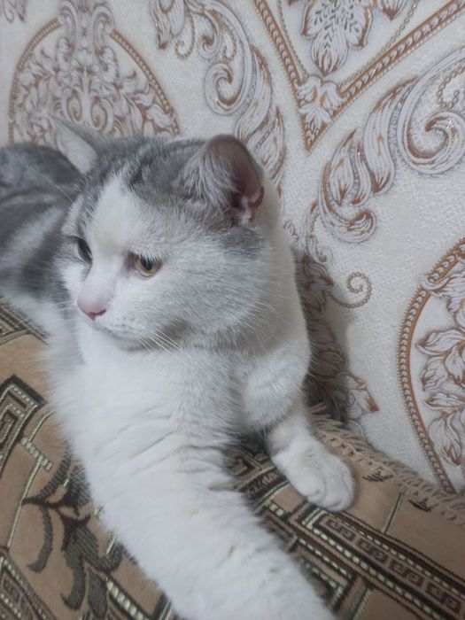 В добрые руки кот!