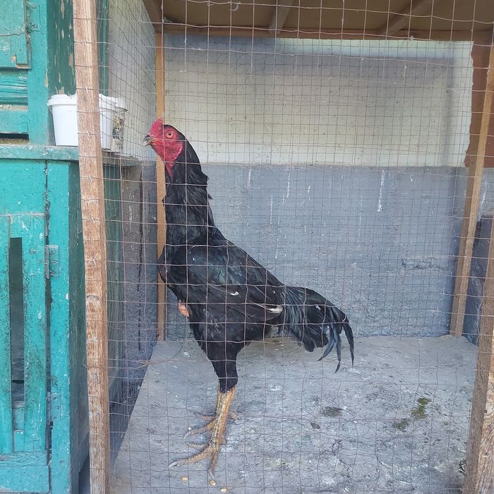 Корейц июнски крупный