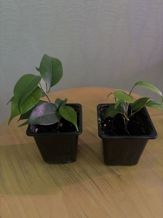 Комнатные цветы от 800 тенге