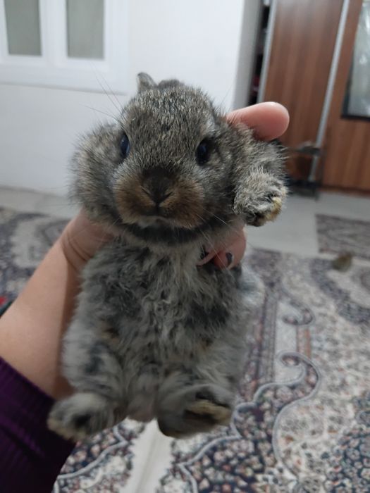 Quyon bollari sotiladi