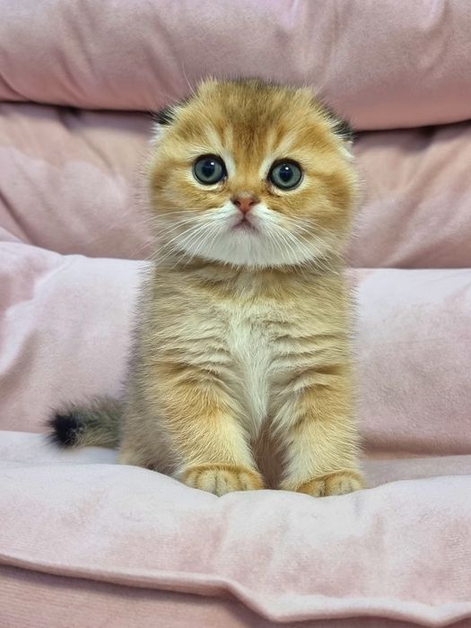 Шотландский котик скоттиш фолд.