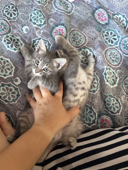 Котята 1,5 месяца мал/дев