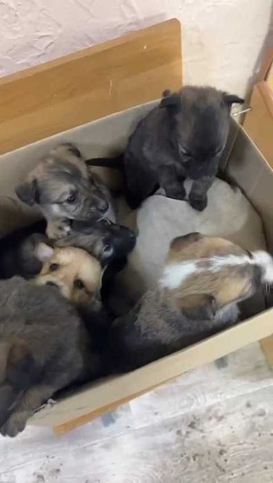 Подкинули щенков! Нужен дом!