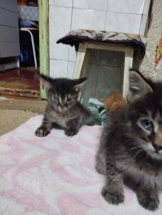Отдам котят в хорошие добрые руки