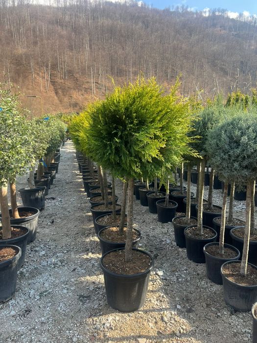 Plante ornamentale tuia leylandii smarald măslini
