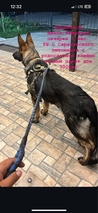 Немецкая овчарка