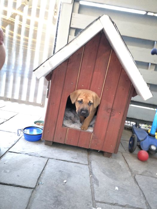 Spre adopție: Cățelușă de 3 luni salvată de pe stradă – foarte iubitoare și jucăușă