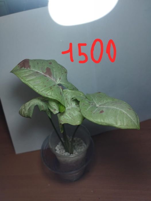 Продам комнатные растения