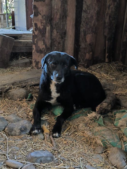 Пропала собака может кто видел