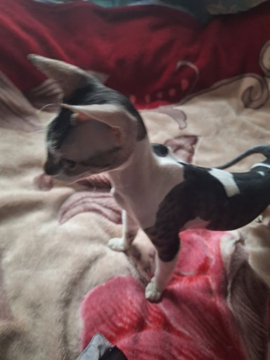 Котик сфинкс, велюр