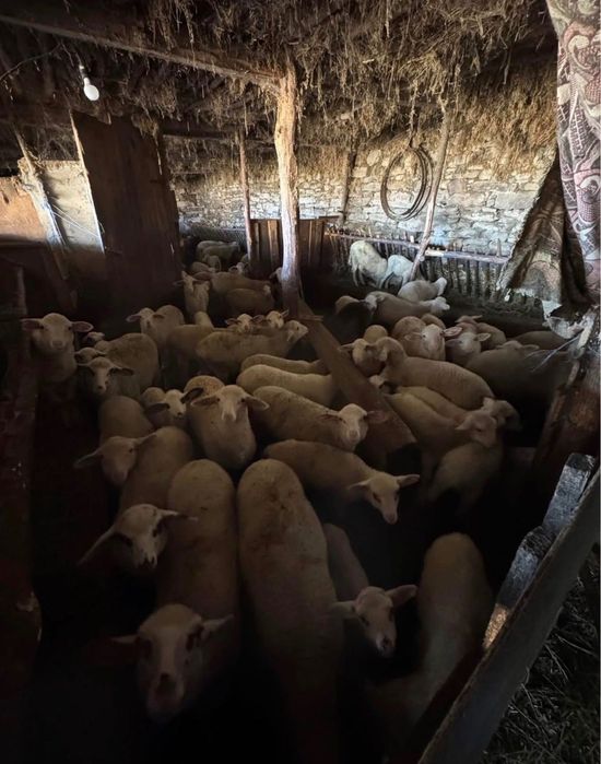Продавам Агнета за празниците
