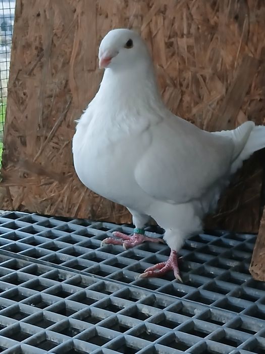 Vând americani geant homer