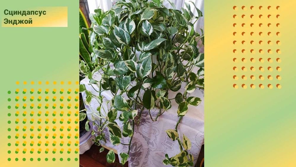 Стеллаж  стеклянный с подсветкой.