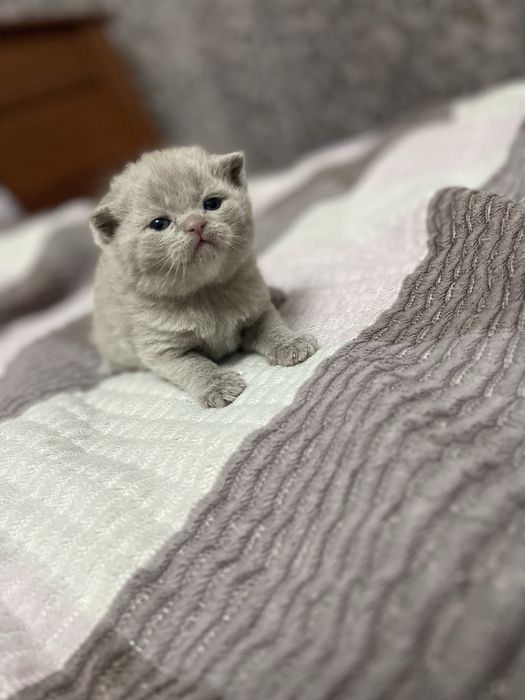 Шотландская девочка