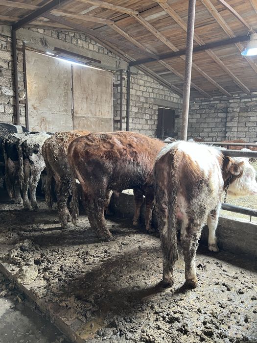 Продам бычки подсосы