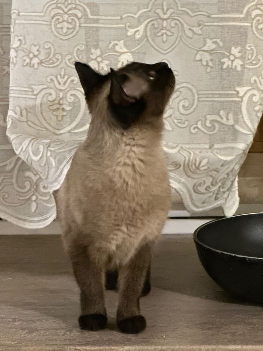 Кошка Ева ищет дом