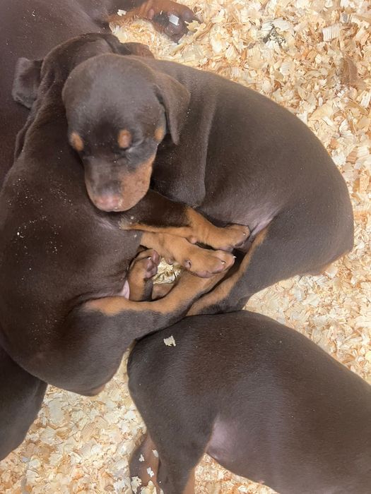 Шенки доберман чистокровные крупные