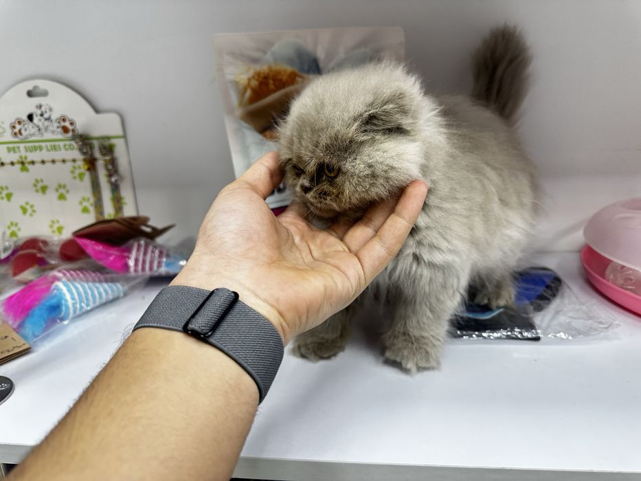 котенок скоттиш фолд 2 месячный