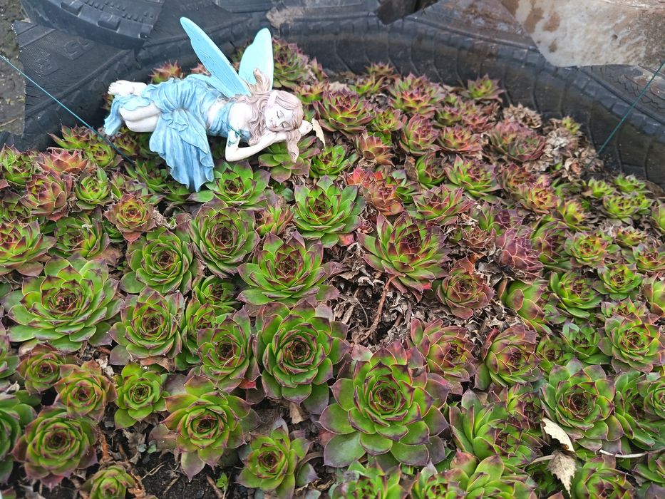 Продам суккулент