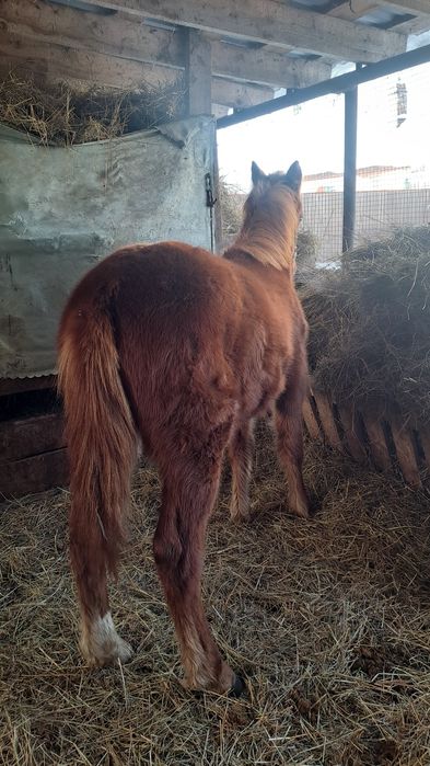 Продам кобылку 9 месяцев.