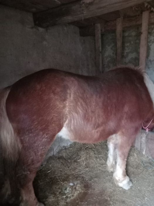 Vând mânz 1 an si 9 luni