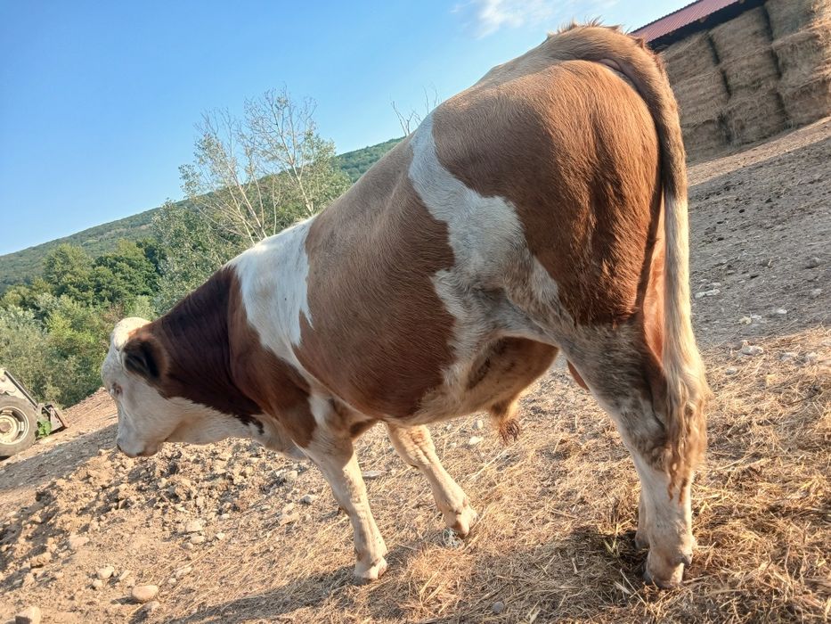 Taur baltata romaneasca