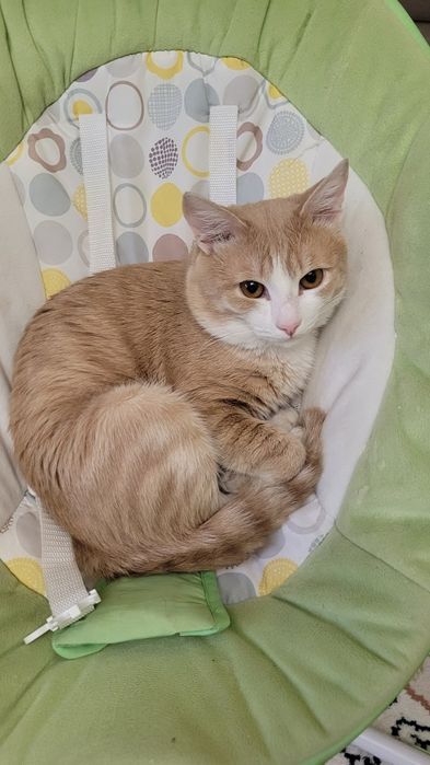 Отдам кота в хорошие руки