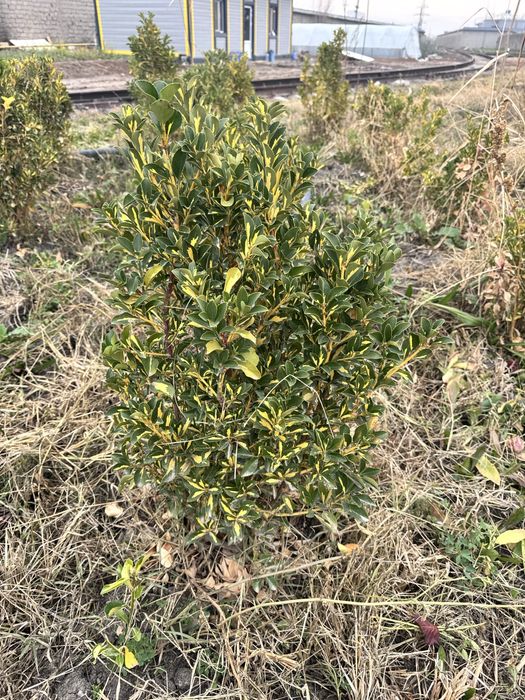 Xind sireni  Индийский сирень Кустарник Нандина