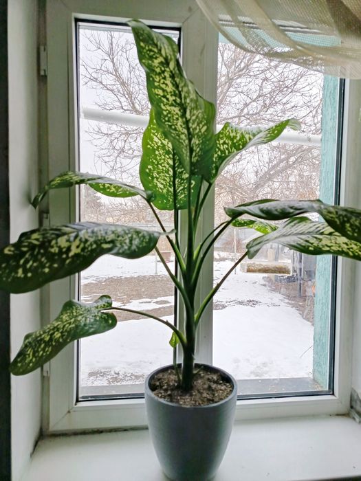 Диффенбахия пятнистая Каскелен